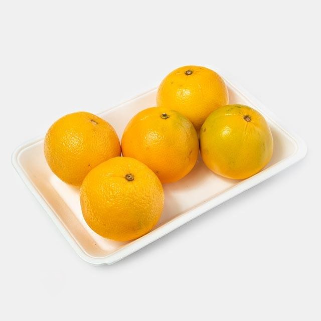 پرتقال تامسون شمال